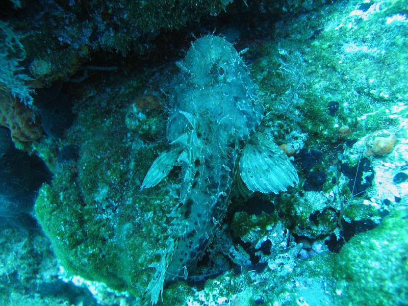 Coll TU 072.JPG